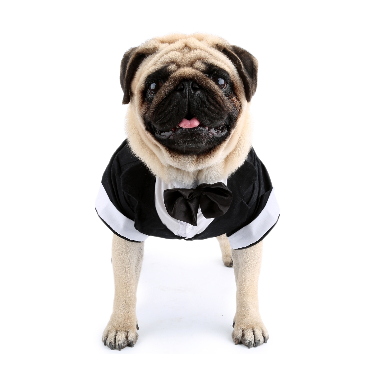 Camicia per cani Vestiti per c - Pet Supplies Co recensione e prezzo